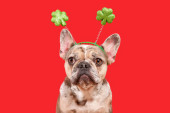 Funny French Bulldog dog wearing St Patricks Day shamrock costume headband on red background magic mug #643031952