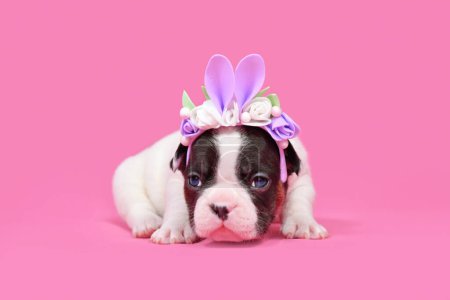 Foto de Pied Bulldog francés cachorro disfrazado de conejo de Pascua con orejas de conejo diadema con flores sobre fondo rosa - Imagen libre de derechos