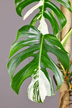 Leaf of tropical 'Monstera Deliciosa Variegata' houseplant with white spots
