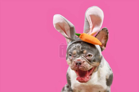 Lustige Französische Bulldogge mit weit geöffnetem Maul im Osterhasenkostüm auf rosa Hintergrund mit Kopierraum