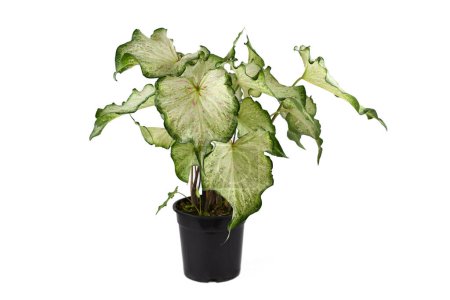 Tropical 'Caladium Candyland' houseplant with white leaves with pink freckles on white backgroun