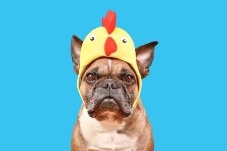 Divertido perro toro francés con traje de Pascua sombrero de pollo sobre fondo azul