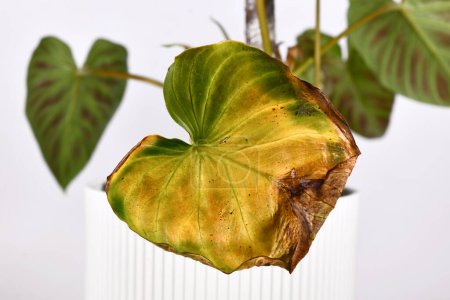 Hoja de planta de Philodendron marchita amarilla enferma
