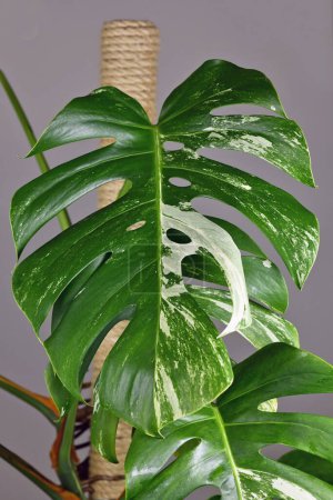Téléchargez les photos : Leaf of tropical 'Monstera Deliciosa Variegata' houseplant with white spots - en image libre de droit
