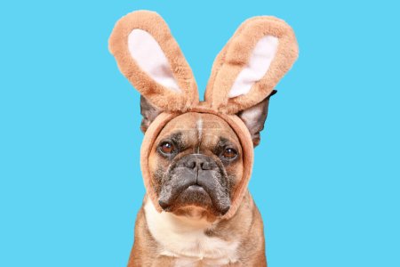 Osterhase. Französische Bulldogge im Hasenkostüm mit Ohren auf blauem Hintergrund
