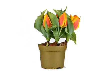 Photo for Orange and yellow 'Tulipa Flair' tulip in flower pot on white background - Royalty Free Image