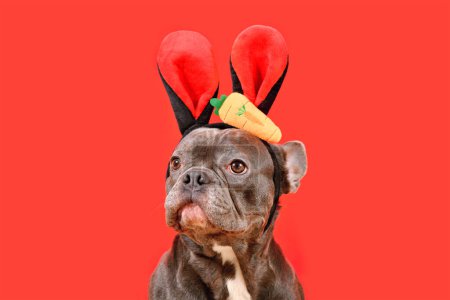 Französische Bulldogge im Osterhasenkostüm mit Karotte auf rotem Hintergrund