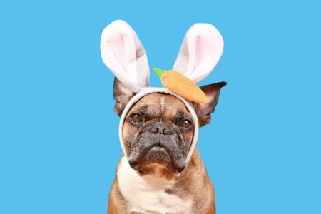 Chien Bulldog français fauve portant des oreilles de costume de lapin de Pâques bandeau sur fond bleu