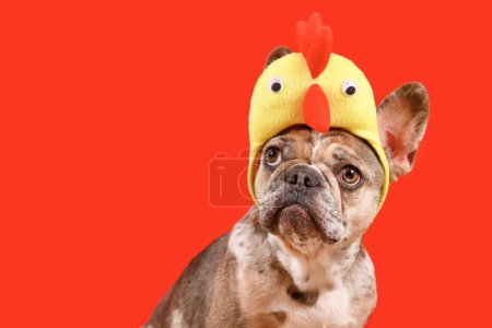 Merle Französische Bulldogge trägt Osterkostüm Hühnerhut auf rotem Hintergrund mit Kopierraum