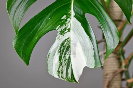Foto de Primer plano de manchas blancas en hoja de planta tropical 'Monstera Deliciosa Variegata' - Imagen libre de derechos