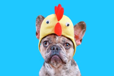 Foto de Perro Bulldog francés con sombrero de pollo traje de Pascua sobre fondo azul - Imagen libre de derechos