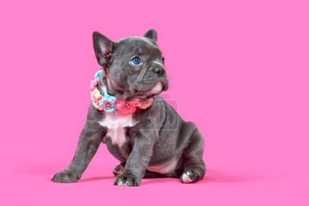 Photo for Blue French Bulldog dog puppy with woven flower collar sitting in front of pink background - Royalty Free Image