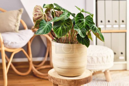 Topical 'Philodendron Verrucosum' houseplant with dark green veined velvety leaves in flower pot 