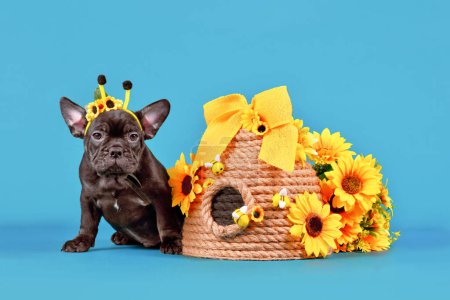 Photo for Black French Bulldog dog puppy with bee costume antlers sitting next to beehive and sunflowers on blue background - Royalty Free Image