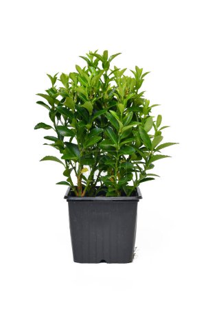 Potted 'Euonymus Radicans Green Rocket' spindle tree plant on white background