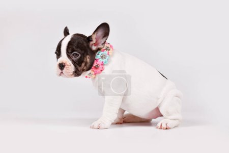 Photo for Pied French Bulldog dog puppy with woven flower collar - Royalty Free Image