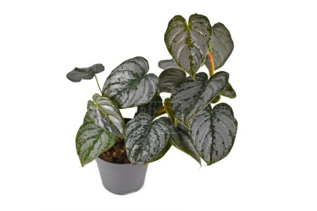 Tropical 'Philodendron Brandtianum' houseplant with silver pattern on leaves in flower pot on white background