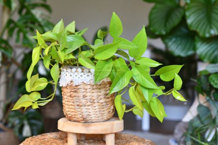 Foto de Tropical 'Epipremnum Aureum Lemon Lime' planta de interior con hojas de color verde neón en maceta de canasta en la mesa en la sala de estar - Imagen libre de derechos