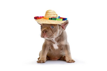 Französische Bulldogge Welpe mit Sommer-Sombrero-Hut aus Stroh auf weißem Hintergrund