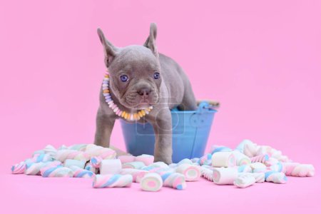 Foto de Perro Bulldog francés cachorro en cubo con dulces de malvavisco sobre fondo rosa - Imagen libre de derechos