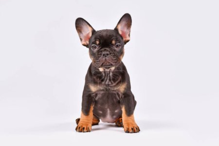 Photo for Tan French Bulldog dog puppy on white background - Royalty Free Image