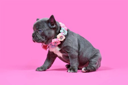 Photo for French Bulldog dog puppy with woven flower collar sitting in front of pink background - Royalty Free Image