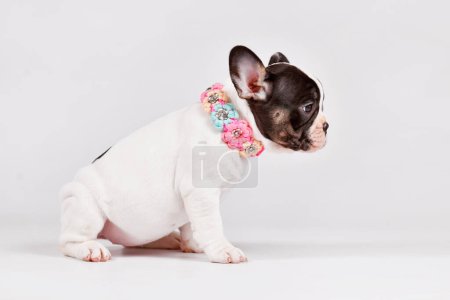 Photo for Pied French Bulldog dog puppy with woven flower collar - Royalty Free Image