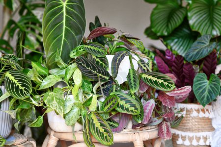 Urbaner Dschungel. Verschiedene tropische Zimmerpflanzen wie Pothos, Philodendron oder Maranta Pflanzen in Blumentöpfen im Wohnzimmer
