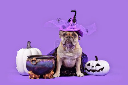 Französische Bulldogge mit Halloween-Kostüm Hexenhut neben Hexenkessel und Kürbissen auf lila Hintergrund
