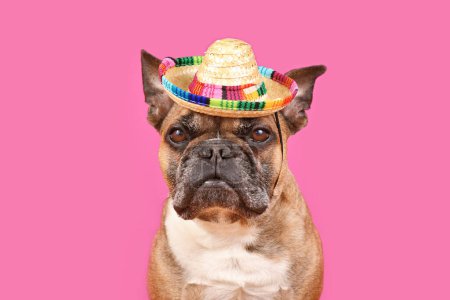 Chien Bulldog français portant un chapeau de soleil sombrero sur fond rose avec espace de copie