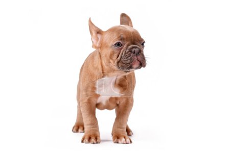 Téléchargez les photos : Chiot Bulldog français faon bleu debout sur fond blanc - en image libre de droit