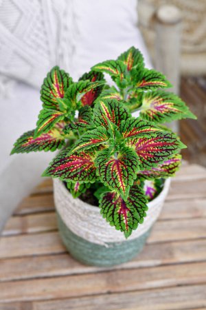 Photo for Painted nettle 'Coleus Blumei' plant with dark pink veins in basket flower pot on table - Royalty Free Image