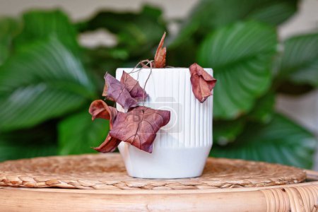 Téléchargez les photos : Plante de maison mourante négligée avec des feuilles sèches suspendues dans un pot de fleurs blanches sur la table dans le salon - en image libre de droit