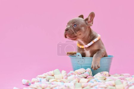 Foto de Perro Bulldog francés cachorro en cubo entre caramelos de malvavisco sobre fondo rosa - Imagen libre de derechos