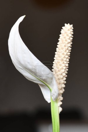 Téléchargez les photos : Gros plan de fleurs tropicales blanches Spathiphyllum plante spadix fleur - en image libre de droit
