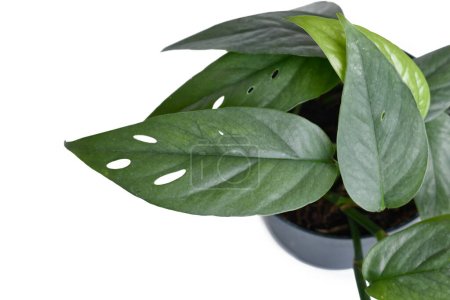 Téléchargez les photos : Feuille d'une plante d'intérieur tropicale 'Epipremnum Pinnatum Cebu Blue' aux feuilles bleu argenté avec fenestration - en image libre de droit