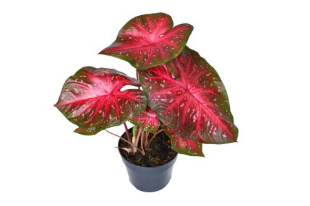 Foto de Planta de interior exótica Caladium Red Flash con hojas de color rojo brillante en maceta sobre fondo blanco - Imagen libre de derechos