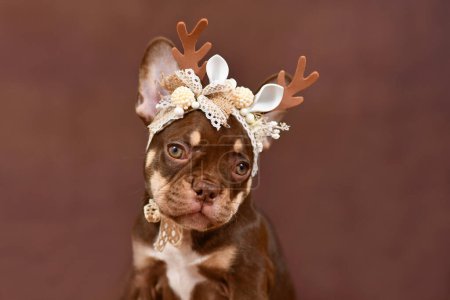 Photo for Portrait of Mocca Tan colored French Bulldog puppy with reindeer antlers on brown background - Royalty Free Image