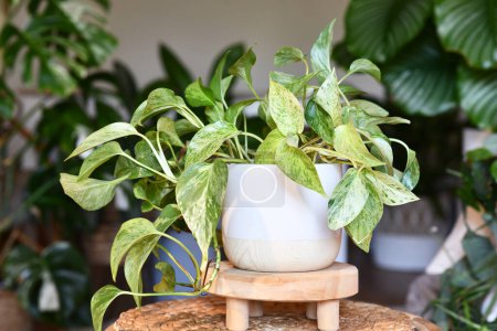 Tropical 'Epipremnum Aureum Marble Queen' pothos plante d'intérieur avec panachure blanche dans un pot de fleurs sur la table