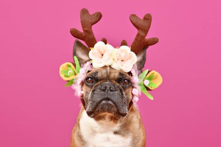 Photo for Fawn French Bulldog dog wearing red Christmas reindeer antler headband with flowers in front of pink background - Royalty Free Image