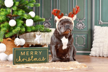 Photo for Black French Bulldog dog with reindeer costume antlers sitting next to Christmas tre - Royalty Free Image
