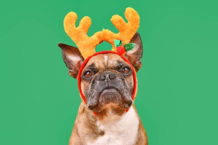 Photo for Fawn French Bulldog dog wearing Christmas reindeer antler headband in front of green background - Royalty Free Image