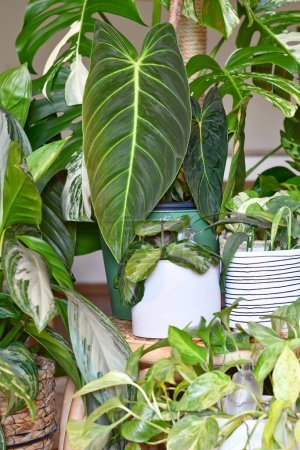 Foto de Selva urbana. Diferentes plantas de interior tropicales como Philodendron o plantas de pothos en macetas - Imagen libre de derechos