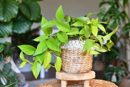 Foto de Planta de interior de color neón 'Epipremnum Aureum Lemon Lime' con hojas verde neón en maceta de canasta en la mesa en la sala de estar - Imagen libre de derechos