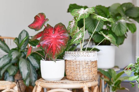 Foto de Multicolor exótico 'Caladium Red Flash' y 'Caladium Hearts Desire' plantas de interior en macetas en la mesa rodeada de muchas plantas en la sala de estar - Imagen libre de derechos