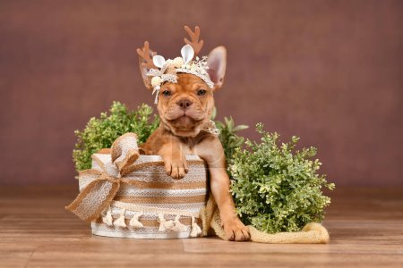 Photo for Cute Mokka Sable Maskless French Bulldog puppy with reindeer antlers in box in front of brown background with boho style decoration - Royalty Free Image