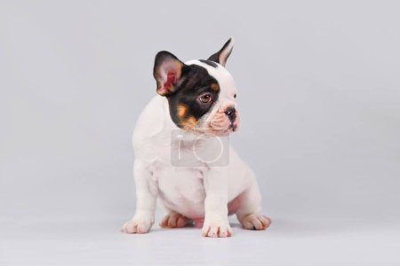 Tan pied Französische Bulldogge Welpe sitzt auf weißem Hintergrund
