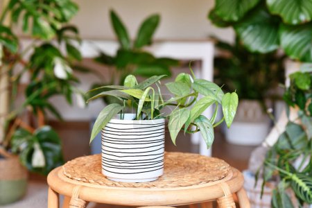 Téléchargez les photos : Tropical 'Epipremnum Pinnatum Cebu Blue' plante d'intérieur avec des feuilles bleu argenté dans le pot de fleurs sur la table dans le salon - en image libre de droit