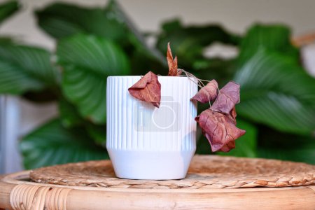 Téléchargez les photos : Mort négligée Alocasia plante de maison avec des feuilles sèches suspendues dans un pot de fleurs blanches sur la table dans le roo vivant - en image libre de droit