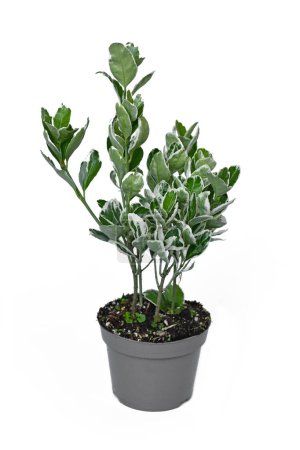 Potted 'Euonymus Japonicus Kathy' spindle tree plant on white backgroun
